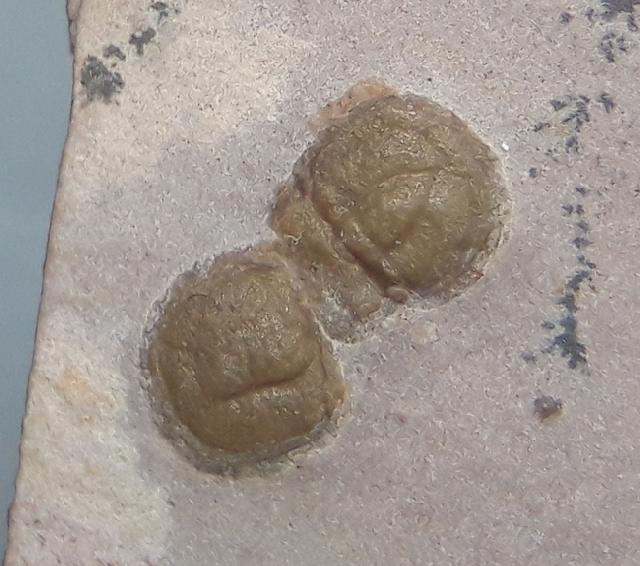 Peronopsis interstricta (WHITE 1874) - Bild &copy; FossNet FossilienStore